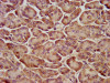 IHC image of CSB-PA026274LA01HU diluted at 1:200 and staining in paraffin-embedded human pancreatic tissue performed on a Leica BondTM system. After dewaxing and hydration, antigen retrieval was mediated by high pressure in a citrate buffer (pH 6.0) . Section was blocked with 10% normal goat serum 30min at RT. Then primary antibody (1% BSA) was incubated at 4°C overnight. The primary is detected by a biotinylated secondary antibody and visualized using an HRP conjugated SP system.