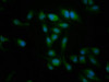 Immunofluorescence staining of Hela cells with CSB-PA23789A0Rb at 1:266, counter-stained with DAPI. The cells were fixed in 4% formaldehyde, permeabilized using 0.2% Triton X-100 and blocked in 10% normal Goat Serum. The cells were then incubated with the antibody overnight at 4°C. The secondary antibody was Alexa Fluor 488-congugated AffiniPure Goat Anti-Rabbit IgG (H+L) . Immunofluorescence staining of Hela cells with CSB-PA23789A0Rb at 1:266, counter-stained with DAPI. The cells were fixed in 4% formaldehyde, permeabilized using 0.2% Triton X-100 and blocked in 10% normal Goat Serum. The cells were then incubated with the antibody overnight at 4°C. The secondary antibody was Alexa Fluor 488-congugated AffiniPure Goat Anti-Rabbit IgG (H+L) .