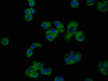 Immunofluorescence staining of MCF-7 cells with CSB-PA307619LA01HU at 1:200, counter-stained with DAPI. The cells were fixed in 4% formaldehyde, permeabilized using 0.2% Triton X-100 and blocked in 10% normal Goat Serum. The cells were then incubated with the antibody overnight at 4°C. The secondary antibody was Alexa Fluor 488-congugated AffiniPure Goat Anti-Rabbit IgG (H+L) .