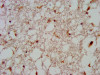 IHC image of CSB-PA307619LA01HU diluted at 1:600 and staining in paraffin-embedded human brain tissue performed on a Leica BondTM system. After dewaxing and hydration, antigen retrieval was mediated by high pressure in a citrate buffer (pH 6.0) . Section was blocked with 10% normal goat serum 30min at RT. Then primary antibody (1% BSA) was incubated at 4°C overnight. The primary is detected by a biotinylated secondary antibody and visualized using an HRP conjugated SP system.