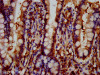 IHC image of CSB-PA307619LA01HU diluted at 1:600 and staining in paraffin-embedded human small intestine tissue performed on a Leica BondTM system. After dewaxing and hydration, antigen retrieval was mediated by high pressure in a citrate buffer (pH 6.0) . Section was blocked with 10% normal goat serum 30min at RT. Then primary antibody (1% BSA) was incubated at 4°C overnight. The primary is detected by a biotinylated secondary antibody and visualized using an HRP conjugated SP system.