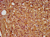 IHC image of CSB-PA527985LA01HU diluted at 1:600 and staining in paraffin-embedded human adrenal gland tissue performed on a Leica BondTM system. After dewaxing and hydration, antigen retrieval was mediated by high pressure in a citrate buffer (pH 6.0) . Section was blocked with 10% normal goat serum 30min at RT. Then primary antibody (1% BSA) was incubated at 4°C overnight. The primary is detected by a biotinylated secondary antibody and visualized using an HRP conjugated SP system.