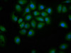 Immunofluorescence staining of A549 cells with CSB-PA527985LA01HU at 1:200, counter-stained with DAPI. The cells were fixed in 4% formaldehyde, permeabilized using 0.2% Triton X-100 and blocked in 10% normal Goat Serum. The cells were then incubated with the antibody overnight at 4°C. The secondary antibody was Alexa Fluor 488-congugated AffiniPure Goat Anti-Rabbit IgG (H+L) .