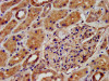 IHC image of CSB-PA613604LA01HU diluted at 1:500 and staining in paraffin-embedded human kidney tissue performed on a Leica BondTM system. After dewaxing and hydration, antigen retrieval was mediated by high pressure in a citrate buffer (pH 6.0) . Section was blocked with 10% normal goat serum 30min at RT. Then primary antibody (1% BSA) was incubated at 4°C overnight. The primary is detected by a biotinylated secondary antibody and visualized using an HRP conjugated SP system.