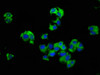 Immunofluorescence staining of MCF-7 cells with CSB-PA615678LA01HU at 1:66, counter-stained with DAPI. The cells were fixed in 4% formaldehyde, permeabilized using 0.2% Triton X-100 and blocked in 10% normal Goat Serum. The cells were then incubated with the antibody overnight at 4°C. The secondary antibody was Alexa Fluor 488-congugated AffiniPure Goat Anti-Rabbit IgG (H+L) . Immunofluorescence staining of MCF-7 cells with CSB-PA615678LA01HU at 1:66, counter-stained with DAPI. The cells were fixed in 4% formaldehyde, permeabilized using 0.2% Triton X-100 and blocked in 10% normal Goat Serum. The cells were then incubated with the antibody overnight at 4°C. The secondary antibody was Alexa Fluor 488-congugated AffiniPure Goat Anti-Rabbit IgG (H+L) .