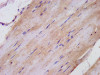 IHC image of CSB-PA619959LA01HU diluted at 1:300 and staining in paraffin-embedded human skeletal muscle tissue performed on a Leica BondTM system.