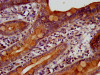 IHC image of CSB-PA659468LA01HU diluted at 1:400 and staining in paraffin-embedded human small intestine tissue performed on a Leica BondTM system. After dewaxing and hydration, antigen retrieval was mediated by high pressure in a citrate buffer (pH 6.0) . Section was blocked with 10% normal goat serum 30min at RT. Then primary antibody (1% BSA) was incubated at 4°C overnight. The primary is detected by a biotinylated secondary antibody and visualized using an HRP conjugated SP system.