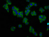 Immunofluorescence staining of HepG2 cells with CSB-PA686387LA01HU at 1:133, counter-stained with DAPI. The cells were fixed in 4% formaldehyde, permeabilized using 0.2% Triton X-100 and blocked in 10% normal Goat Serum. The cells were then incubated with the antibody overnight at 4°C. The secondary antibody was Alexa Fluor 488-congugated AffiniPure Goat Anti-Rabbit IgG (H+L) .