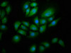 Immunofluorescence staining of A549 cells with CSB-PA717453LA01HU at 1:266, counter-stained with DAPI. The cells were fixed in 4% formaldehyde, permeabilized using 0.2% Triton X-100 and blocked in 10% normal Goat Serum. The cells were then incubated with the antibody overnight at 4°C. The secondary antibody was Alexa Fluor 488-congugated AffiniPure Goat Anti-Rabbit IgG (H+L) . Immunofluorescence staining of A549 cells with CSB-PA717453LA01HU at 1:266, counter-stained with DAPI. The cells were fixed in 4% formaldehyde, permeabilized using 0.2% Triton X-100 and blocked in 10% normal Goat Serum. The cells were then incubated with the antibody overnight at 4°C. The secondary antibody was Alexa Fluor 488-congugated AffiniPure Goat Anti-Rabbit IgG (H+L) .