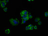 Immunofluorescence staining of MCF-7 cells with CSB-PA722558LA01HU at 1:133, counter-stained with DAPI. The cells were fixed in 4% formaldehyde, permeabilized using 0.2% Triton X-100 and blocked in 10% normal Goat Serum. The cells were then incubated with the antibody overnight at 4°C. The secondary antibody was Alexa Fluor 488-congugated AffiniPure Goat Anti-Rabbit IgG (H+L) .