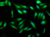 Immunofluorescence staining of Hela cells with CSB-PA728898LA01HU at 1:33, counter-stained with DAPI. The cells were fixed in 4% formaldehyde, permeabilized using 0.2% Triton X-100 and blocked in 10% normal Goat Serum. The cells were then incubated with the antibody overnight at 4°C. The secondary antibody was Alexa Fluor 488-congugated AffiniPure Goat Anti-Rabbit IgG (H+L) .