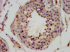 IHC image of CSB-PA744290LA01HU diluted at 1:400 and staining in paraffin-embedded human testis tissue performed on a Leica BondTM system. After dewaxing and hydration, antigen retrieval was mediated by high pressure in a citrate buffer (pH 6.0) . Section was blocked with 10% normal goat serum 30min at RT. Then primary antibody (1% BSA) was incubated at 4°C overnight. The primary is detected by a biotinylated secondary antibody and visualized using an HRP conjugated SP system.