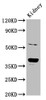 Western Blot<br />
 Positive WB detected in: Rat kidney tissue<br />
 All lanes: CD300LG antibody at 6µg/ml<br />
 Secondary<br />
 Goat polyclonal to rabbit IgG at 1/50000 dilution<br />
 Predicted band size: 37, 27, 25, 34, 30 kDa<br />
 Observed band size: 37 kDa<br />