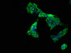 Immunofluorescence staining of 293 cells with CSB-PA751016LA01HU at 1:66, counter-stained with DAPI. The cells were fixed in 4% formaldehyde, permeabilized using 0.2% Triton X-100 and blocked in 10% normal Goat Serum. The cells were then incubated with the antibody overnight at 4°C. The secondary antibody was Alexa Fluor 488-congugated AffiniPure Goat Anti-Rabbit IgG (H+L) .