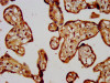 IHC image of CSB-PA751016LA01HU diluted at 1:200 and staining in paraffin-embedded human placenta tissue performed on a Leica BondTM system. After dewaxing and hydration, antigen retrieval was mediated by high pressure in a citrate buffer (pH 6.0) . Section was blocked with 10% normal goat serum 30min at RT. Then primary antibody (1% BSA) was incubated at 4°C overnight. The primary is detected by a biotinylated secondary antibody and visualized using an HRP conjugated SP system.