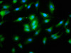Immunofluorescence staining of Hela cells with CSB-PA773044LA01HU at 1:133, counter-stained with DAPI. The cells were fixed in 4% formaldehyde, permeabilized using 0.2% Triton X-100 and blocked in 10% normal Goat Serum. The cells were then incubated with the antibody overnight at 4°C. The secondary antibody was Alexa Fluor 488-congugated AffiniPure Goat Anti-Rabbit IgG (H+L) .