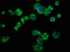 Immunofluorescence staining of HepG2 cells with CSB-PA801252LA01HU at 1:133, counter-stained with DAPI. The cells were fixed in 4% formaldehyde, permeabilized using 0.2% Triton X-100 and blocked in 10% normal Goat Serum. The cells were then incubated with the antibody overnight at 4°C. The secondary antibody was Alexa Fluor 488-congugated AffiniPure Goat Anti-Rabbit IgG (H+L) .