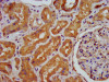 IHC image of CSB-PA803158LA01HU diluted at 1:400 and staining in paraffin-embedded human kidney tissue performed on a Leica BondTM system. After dewaxing and hydration, antigen retrieval was mediated by high pressure in a citrate buffer (pH 6.0) . Section was blocked with 10% normal goat serum 30min at RT. Then primary antibody (1% BSA) was incubated at 4°C overnight. The primary is detected by a biotinylated secondary antibody and visualized using an HRP conjugated SP system.