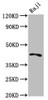 Western Blot<br />
 Positive WB detected in: Raji whole cell lysate<br />
 All lanes: TRIB1 antibody at 4.3µg/ml<br />
 Secondary<br />
 Goat polyclonal to rabbit IgG at 1/50000 dilution<br />
 Predicted band size: 42, 24 kDa<br />
 Observed band size: 42 kDa<br />