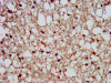 IHC image of CSB-PA850864LA01HU diluted at 1:300 and staining in paraffin-embedded human brain tissue performed on a Leica BondTM system.