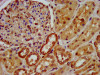 IHC image of CSB-PA851524LA01HU diluted at 1:600 and staining in paraffin-embedded human kidney tissue performed on a Leica BondTM system. After dewaxing and hydration, antigen retrieval was mediated by high pressure in a citrate buffer (pH 6.0) . Section was blocked with 10% normal goat serum 30min at RT. Then primary antibody (1% BSA) was incubated at 4°C overnight. The primary is detected by a biotinylated secondary antibody and visualized using an HRP conjugated SP system.