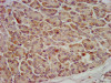 IHC image of CSB-PA851524LA01HU diluted at 1:600 and staining in paraffin-embedded human pancreatic tissue performed on a Leica BondTM system. After dewaxing and hydration, antigen retrieval was mediated by high pressure in a citrate buffer (pH 6.0) . Section was blocked with 10% normal goat serum 30min at RT. Then primary antibody (1% BSA) was incubated at 4°C overnight. The primary is detected by a biotinylated secondary antibody and visualized using an HRP conjugated SP system.