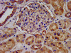 IHC image of CSB-PA854097LA01HU diluted at 1:300 and staining in paraffin-embedded human kidney tissue performed on a Leica BondTM system. After dewaxing and hydration, antigen retrieval was mediated by high pressure in a citrate buffer (pH 6.0) . Section was blocked with 10% normal goat serum 30min at RT. Then primary antibody (1% BSA) was incubated at 4°C overnight. The primary is detected by a biotinylated secondary antibody and visualized using an HRP conjugated SP system.