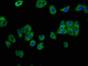 Immunofluorescence staining of HepG2 cells with CSB-PA859518LA01HU at 1:133, counter-stained with DAPI. The cells were fixed in 4% formaldehyde, permeabilized using 0.2% Triton X-100 and blocked in 10% normal Goat Serum. The cells were then incubated with the antibody overnight at 4°C. The secondary antibody was Alexa Fluor 488-congugated AffiniPure Goat Anti-Rabbit IgG (H+L) .
