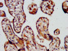 IHC image of CSB-PA861167LA01HU diluted at 1:500 and staining in paraffin-embedded human placenta tissue performed on a Leica BondTM system. After dewaxing and hydration, antigen retrieval was mediated by high pressure in a citrate buffer (pH 6.0) . Section was blocked with 10% normal goat serum 30min at RT. Then primary antibody (1% BSA) was incubated at 4°C overnight. The primary is detected by a biotinylated secondary antibody and visualized using an HRP conjugated SP system.