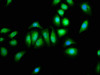 Immunofluorescence staining of A549 cells with CSB-PA868272LA01HU at 1:133, counter-stained with DAPI. The cells were fixed in 4% formaldehyde, permeabilized using 0.2% Triton X-100 and blocked in 10% normal Goat Serum. The cells were then incubated with the antibody overnight at 4°C. The secondary antibody was Alexa Fluor 488-congugated AffiniPure Goat Anti-Rabbit IgG (H+L) .