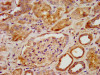 IHC image of CSB-PA885740LA01HU diluted at 1:600 and staining in paraffin-embedded human kidney tissue performed on a Leica BondTM system. After dewaxing and hydration, antigen retrieval was mediated by high pressure in a citrate buffer (pH 6.0) . Section was blocked with 10% normal goat serum 30min at RT. Then primary antibody (1% BSA) was incubated at 4°C overnight. The primary is detected by a biotinylated secondary antibody and visualized using an HRP conjugated SP system.