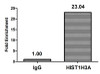 Chromatin Immunoprecipitation Hela (4*10<sup>6</sup>) were treated with Micrococcal Nuclease, sonicated, and immunoprecipitated with 5µg anti-HIST1H3A (CSB-PA010418OA80phHU) or a control normal rabbit IgG. The resulting ChIP DNA was quantified using real-time PCR with primers against the β-Globin promoter.