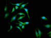 Immunofluorescence staining of Hela cells with CSB-PA004390LA01HU at 1:133, counter-stained with DAPI. The cells were fixed in 4% formaldehyde, permeabilized using 0.2% Triton X-100 and blocked in 10% normal Goat Serum. The cells were then incubated with the antibody overnight at 4°C. The secondary antibody was Alexa Fluor 488-congugated AffiniPure Goat Anti-Rabbit IgG (H+L) .