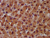 IHC image of CSB-PA005913LA01HU diluted at 1:300 and staining in paraffin-embedded human liver tissue performed on a Leica BondTM system. After dewaxing and hydration, antigen retrieval was mediated by high pressure in a citrate buffer (pH 6.0) . Section was blocked with 10% normal goat serum 30min at RT. Then primary antibody (1% BSA) was incubated at 4°C overnight. The primary is detected by a biotinylated secondary antibody and visualized using an HRP conjugated SP system.