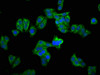 Immunofluorescence staining of HepG2 cells with CSB-PA005913LA01HU at 1:100, counter-stained with DAPI. The cells were fixed in 4% formaldehyde, permeabilized using 0.2% Triton X-100 and blocked in 10% normal Goat Serum. The cells were then incubated with the antibody overnight at 4°C. The secondary antibody was Alexa Fluor 488-congugated AffiniPure Goat Anti-Rabbit IgG (H+L) .