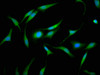 Immunofluorescence staining of Hela cells with CSB-PA009569LA01HU at 1:133, counter-stained with DAPI. The cells were fixed in 4% formaldehyde, permeabilized using 0.2% Triton X-100 and blocked in 10% normal Goat Serum. The cells were then incubated with the antibody overnight at 4°C. The secondary antibody was Alexa Fluor 488-congugated AffiniPure Goat Anti-Rabbit IgG (H+L) .