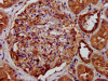 IHC image of CSB-PA013105LA01HU diluted at 1:400 and staining in paraffin-embedded human kidney tissue performed on a Leica BondTM system. After dewaxing and hydration, antigen retrieval was mediated by high pressure in a citrate buffer (pH 6.0) . Section was blocked with 10% normal goat serum 30min at RT. Then primary antibody (1% BSA) was incubated at 4°C overnight. The primary is detected by a biotinylated secondary antibody and visualized using an HRP conjugated SP system.