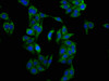 Immunofluorescence staining of HepG2 cells with CSB-PA013105LA01HU at 1:133, counter-stained with DAPI. The cells were fixed in 4% formaldehyde, permeabilized using 0.2% Triton X-100 and blocked in 10% normal Goat Serum. The cells were then incubated with the antibody overnight at 4°C. The secondary antibody was Alexa Fluor 488-congugated AffiniPure Goat Anti-Rabbit IgG (H+L) .