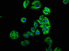 Immunofluorescence staining of HepG2 cells with CSB-PA013834LA01HU at 1:66, counter-stained with DAPI. The cells were fixed in 4% formaldehyde, permeabilized using 0.2% Triton X-100 and blocked in 10% normal Goat Serum. The cells were then incubated with the antibody overnight at 4°C. The secondary antibody was Alexa Fluor 488-congugated AffiniPure Goat Anti-Rabbit IgG (H+L) .