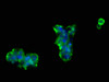 Immunofluorescence staining of 293 cells with CSB-PA016074LA01HU at 1:66, counter-stained with DAPI. The cells were fixed in 4% formaldehyde, permeabilized using 0.2% Triton X-100 and blocked in 10% normal Goat Serum. The cells were then incubated with the antibody overnight at 4°C. The secondary antibody was Alexa Fluor 488-congugated AffiniPure Goat Anti-Rabbit IgG (H+L) .