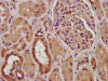 IHC image of CSB-PA017523LA01HU diluted at 1:300 and staining in paraffin-embedded human kidney tissue performed on a Leica BondTM system. After dewaxing and hydration, antigen retrieval was mediated by high pressure in a citrate buffer (pH 6.0) . Section was blocked with 10% normal goat serum 30min at RT. Then primary antibody (1% BSA) was incubated at 4°C overnight. The primary is detected by a biotinylated secondary antibody and visualized using an HRP conjugated SP system.
