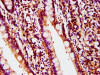 IHC image of CSB-PA018304LA01HU diluted at 1:400 and staining in paraffin-embedded human small intestine tissue performed on a Leica BondTM system. After dewaxing and hydration, antigen retrieval was mediated by high pressure in a citrate buffer (pH 6.0) . Section was blocked with 10% normal goat serum 30min at RT. Then primary antibody (1% BSA) was incubated at 4°C overnight. The primary is detected by a biotinylated secondary antibody and visualized using an HRP conjugated SP system.