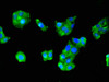 Immunofluorescent analysis of HepG2 cells using CSB-PA020432LA01HU at dilution of 1:100 and Alexa Fluor 488-congugated AffiniPure Goat Anti-Rabbit IgG (H+L)