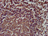 IHC image of CSB-PA021368LA01HU diluted at 1:200 and staining in paraffin-embedded human lymph node tissue performed on a Leica BondTM system. After dewaxing and hydration, antigen retrieval was mediated by high pressure in a citrate buffer (pH 6.0) . Section was blocked with 10% normal goat serum 30min at RT. Then primary antibody (1% BSA) was incubated at 4°C overnight. The primary is detected by a biotinylated secondary antibody and visualized using an HRP conjugated SP system.