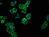 Immunofluorescence staining of HepG2 cells with CSB-PA021368LA01HU at 1:66, counter-stained with DAPI. The cells were fixed in 4% formaldehyde, permeabilized using 0.2% Triton X-100 and blocked in 10% normal Goat Serum. The cells were then incubated with the antibody overnight at 4°C. The secondary antibody was Alexa Fluor 488-congugated AffiniPure Goat Anti-Rabbit IgG (H+L) .