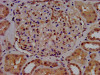 IHC image of CSB-PA021709LA01HU diluted at 1:500 and staining in paraffin-embedded human kidney tissue performed on a Leica BondTM system. After dewaxing and hydration, antigen retrieval was mediated by high pressure in a citrate buffer (pH 6.0) . Section was blocked with 10% normal goat serum 30min at RT. Then primary antibody (1% BSA) was incubated at 4°C overnight. The primary is detected by a biotinylated secondary antibody and visualized using an HRP conjugated SP system.