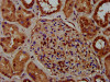 IHC image of CSB-PA617899LA01HU diluted at 1:400 and staining in paraffin-embedded human kidney tissue performed on a Leica BondTM system. After dewaxing and hydration, antigen retrieval was mediated by high pressure in a citrate buffer (pH 6.0) . Section was blocked with 10% normal goat serum 30min at RT. Then primary antibody (1% BSA) was incubated at 4°C overnight. The primary is detected by a biotinylated secondary antibody and visualized using an HRP conjugated SP system.