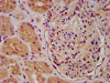 IHC image of CSB-PA622660LA01HU diluted at 1:600 and staining in paraffin-embedded human kidney tissue performed on a Leica BondTM system. After dewaxing and hydration, antigen retrieval was mediated by high pressure in a citrate buffer (pH 6.0) . Section was blocked with 10% normal goat serum 30min at RT. Then primary antibody (1% BSA) was incubated at 4°C overnight. The primary is detected by a biotinylated secondary antibody and visualized using an HRP conjugated SP system.