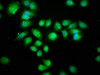 Immunofluorescence staining of A549 cells with CSB-PA623090LA01HU at 1:133, counter-stained with DAPI. The cells were fixed in 4% formaldehyde, permeabilized using 0.2% Triton X-100 and blocked in 10% normal Goat Serum. The cells were then incubated with the antibody overnight at 4°C. The secondary antibody was Alexa Fluor 488-congugated AffiniPure Goat Anti-Rabbit IgG (H+L) .
