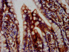 IHC image of CSB-PA753588LA01HU diluted at 1:400 and staining in paraffin-embedded human small intestine tissue performed on a Leica BondTM system. After dewaxing and hydration, antigen retrieval was mediated by high pressure in a citrate buffer (pH 6.0) . Section was blocked with 10% normal goat serum 30min at RT. Then primary antibody (1% BSA) was incubated at 4°C overnight. The primary is detected by a biotinylated secondary antibody and visualized using an HRP conjugated SP system. IHC image of CSB-PA753588LA01HU diluted at 1:400 and staining in paraffin-embedded human small intestine tissue performed on a Leica BondTM system. After dewaxing and hydration, antigen retrieval was mediated by high pressure in a citrate buffer (pH 6.0) . Section was blocked with 10% normal goat serum 30min at RT. Then primary antibody (1% BSA) was incubated at 4°C overnight. The primary is detected by a biotinylated secondary antibody and visualized using an HRP conjugated SP system.